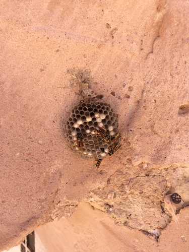 European Paper Wasp