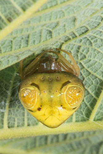 Cyrtarachne hubeiensis