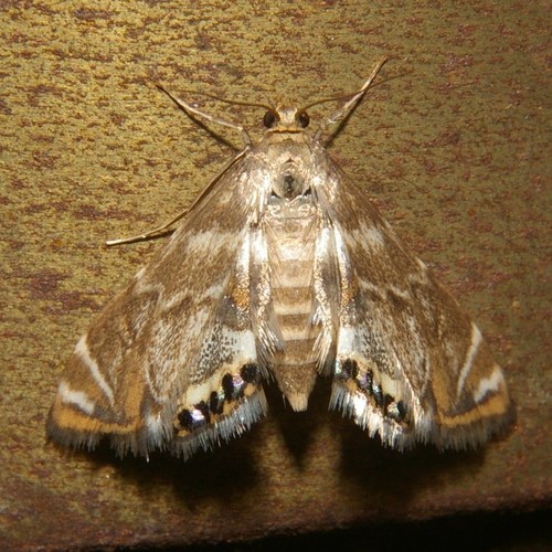 Petrophila hodgesi Munroe, 1972