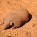 Cerrado Naked-tailed Armadillo - Photo (c) Lawrence Rabelo de Almeida, all rights reserved, uploaded by Lawrence Rabelo de Almeida