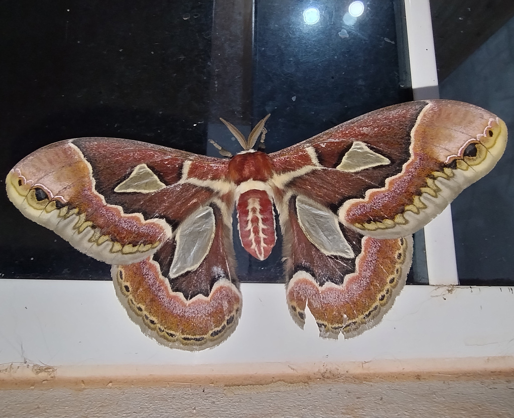 Rothchild's Atlas Moth in April 2024 by Anita Fernandes · iNaturalist