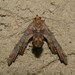 Marathyssa inficita - Photo (c) hsvgardengirl, όλα τα δικαιώματα διατηρούνται, uploaded by hsvgardengirl
