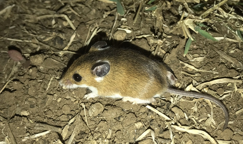 Delicate Mouse (Mus tenellus), listed as Least Concern on the IUCN Red List