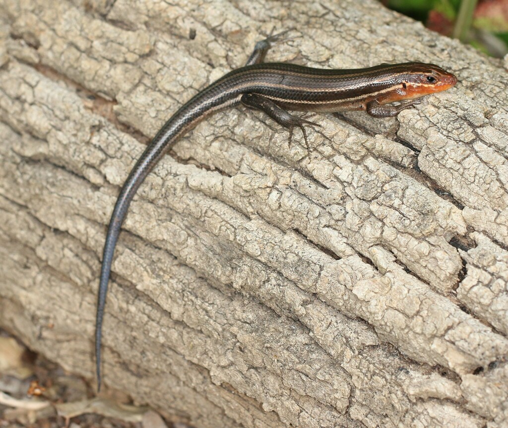 Broad-headed Skink from Fort Washington, MD, USA on June 16, 2023 at 11 ...