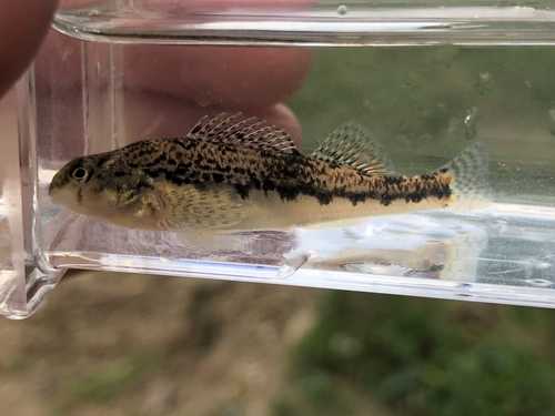 Blackside Snubnose Darter