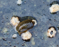 Gnorimosphaeroma oregonensis image