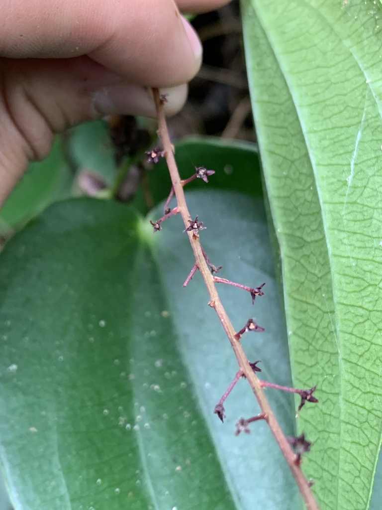 Dioscorea coriacea