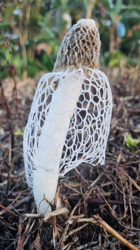 bridal veil stinkhorn