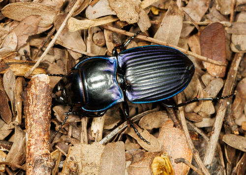 Pasimachus subsulcatus Say, 1823