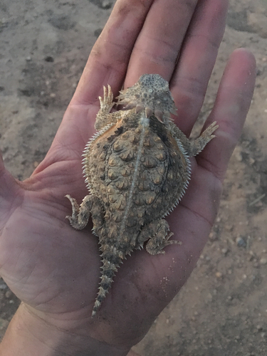 Regal Horned Lizard