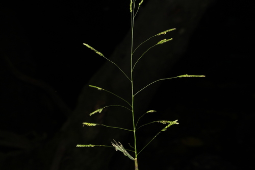 Leersia ligularis