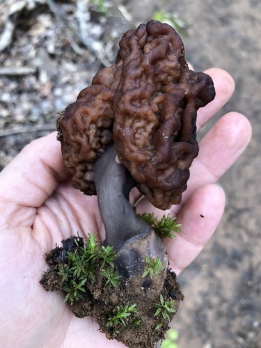 False Morel
