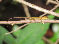 Image of Anolis polylepis