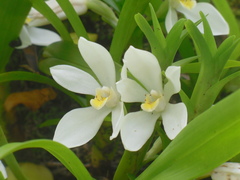 Image of Maxillaria camaridii