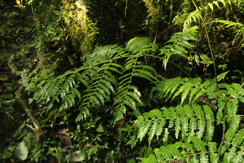 Diplazium bogotense