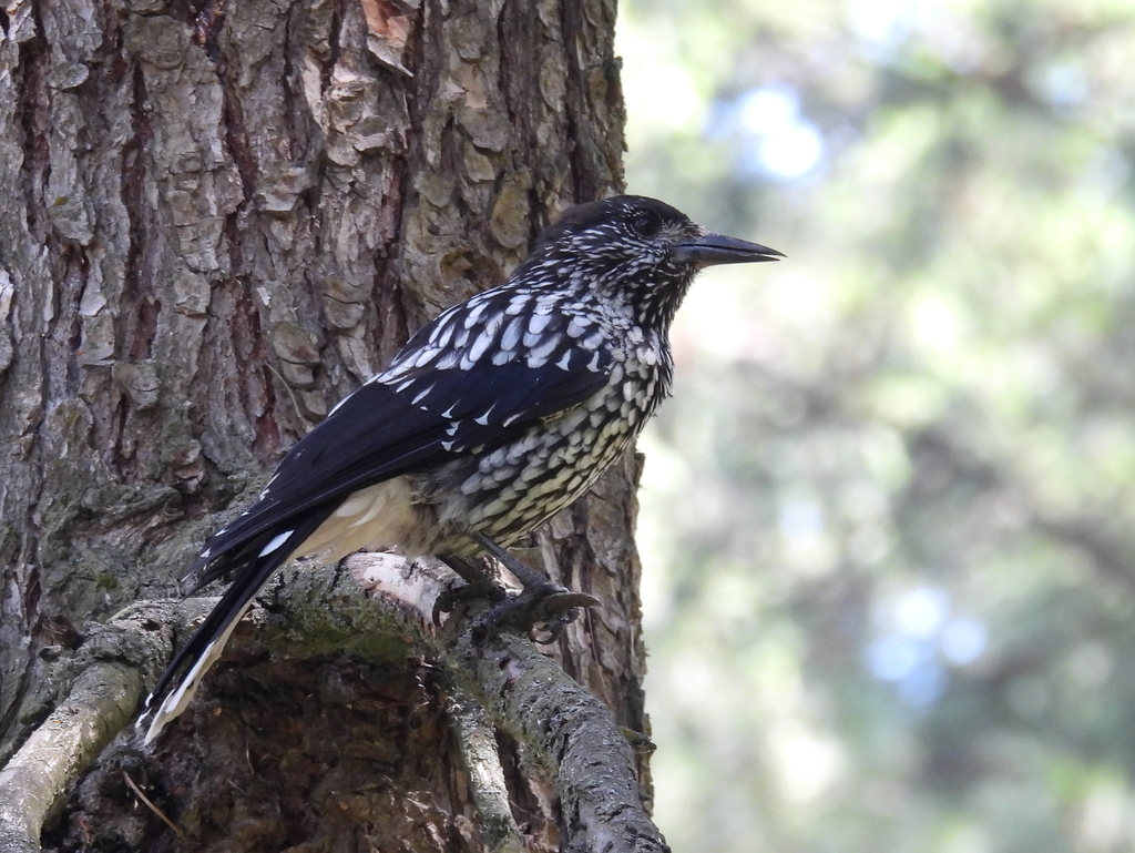 Kashmir Nutcracker (Nucifraga multipunctata) photo