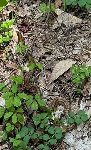 Japanese Four-lined Ratsnake