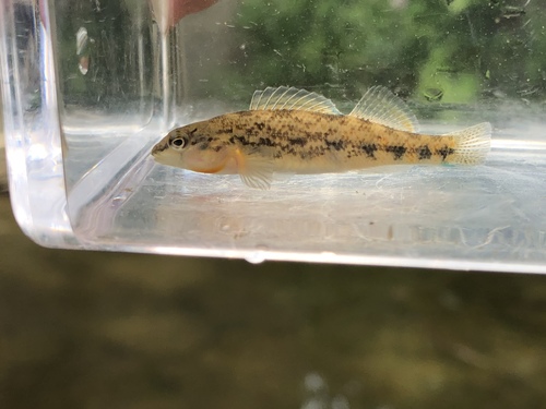 Highland Rim Darter