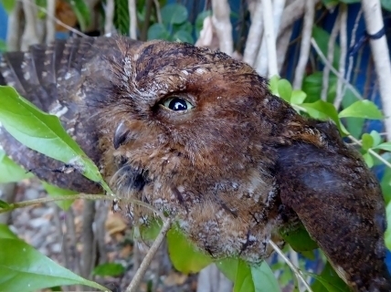Mindoro Scops-Owl (Otus mindorensis) photo