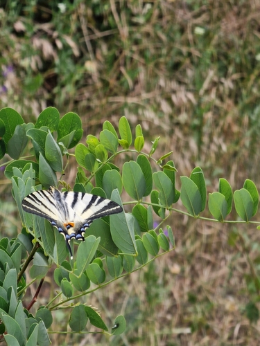 Scarce Swallowtail
