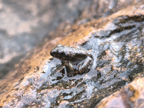 Limnonectes lauhachindai