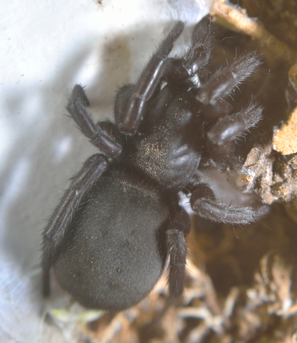 Gnaphosa lucifuga