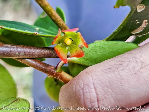 Nematanthus kautskyi