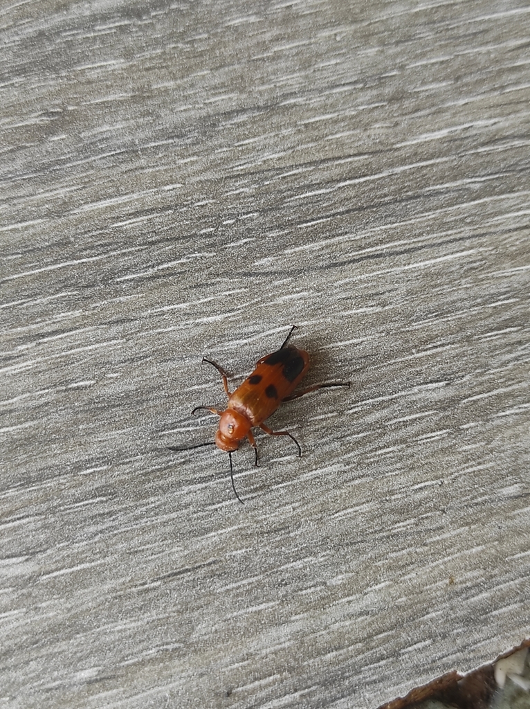 Nemognatha chrysomelina from 5PPC+PVQ, Star Dojran, North Macedonia on 2024년 06월 29일 (토) at 03:38 오후 by Teodor Tasevski... 