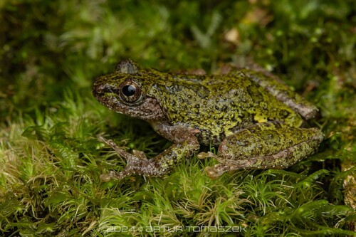 Eiffinger's Tree Frog