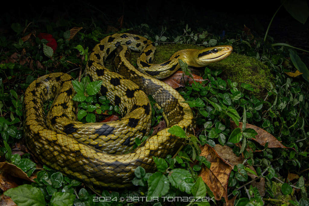 Beauty Ratsnake (Elaphe taeniura)