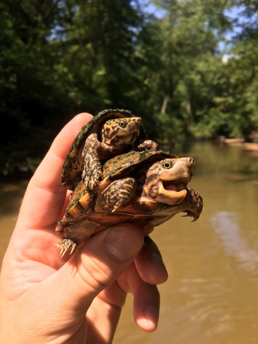 Stripe-necked Musk Turtle