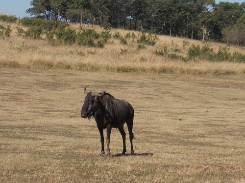 Blue Wildebeest