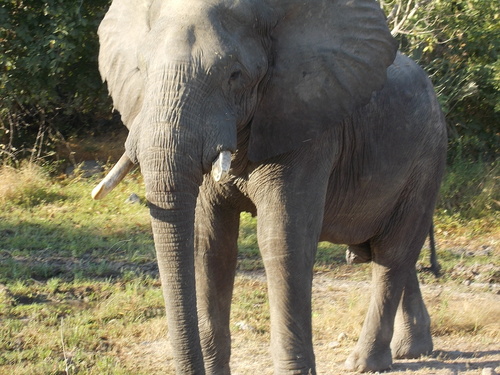 African Savanna Elephant