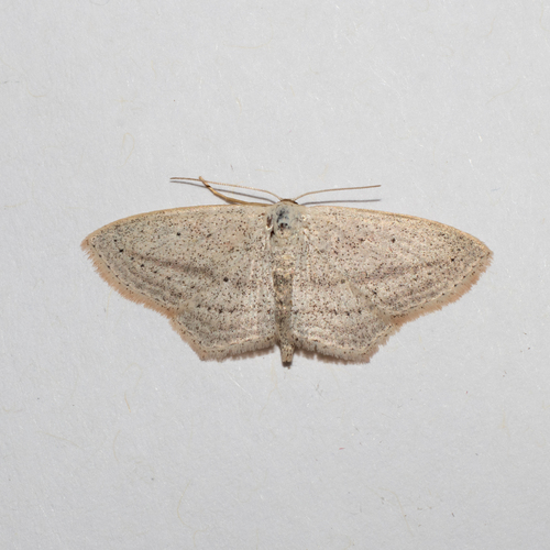 Scopula emutaria (Hübner)