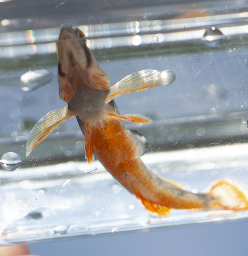 Orangefin Darter