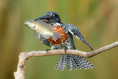 Giant Kingfisher