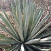Agave and Allies - Photo (c) Eduardo Sánchez Jimenez, all rights reserved