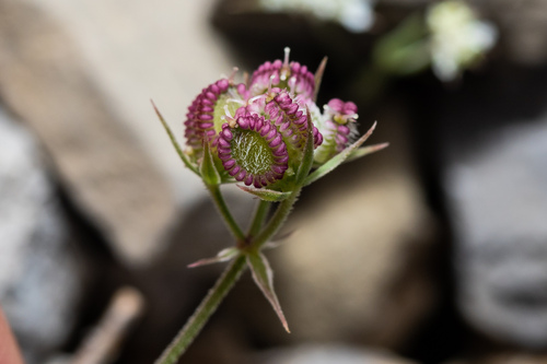 Hairy Hartwort (Tordylium hirtocarpum)