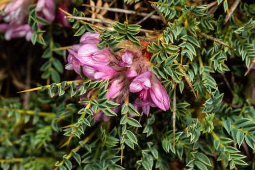 Lesbian Milkvetch (Astragalus lesbiacus)