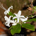 Rhododendron viscosum - Photo (c) Brad Moon, όλα τα δικαιώματα διατηρούνται, uploaded by Brad Moon