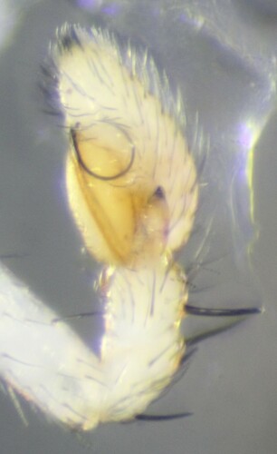 Swift Crab Spider
