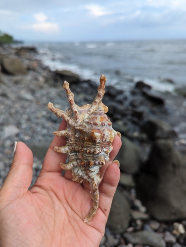 Scorpion Spider Conch — seen at this dive site