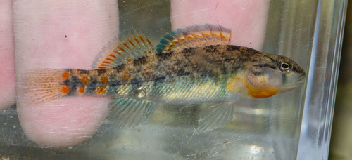 Highland Rim Darter