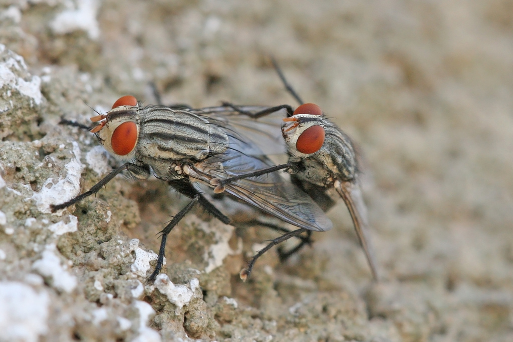 Sarcophaga nodosa