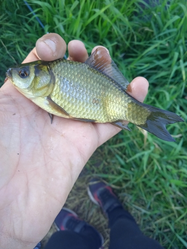 Goldfish