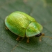 Cassida hemisphaerica - Photo (c) Nikola Rahmé, all rights reserved, uploaded by Nikola Rahmé