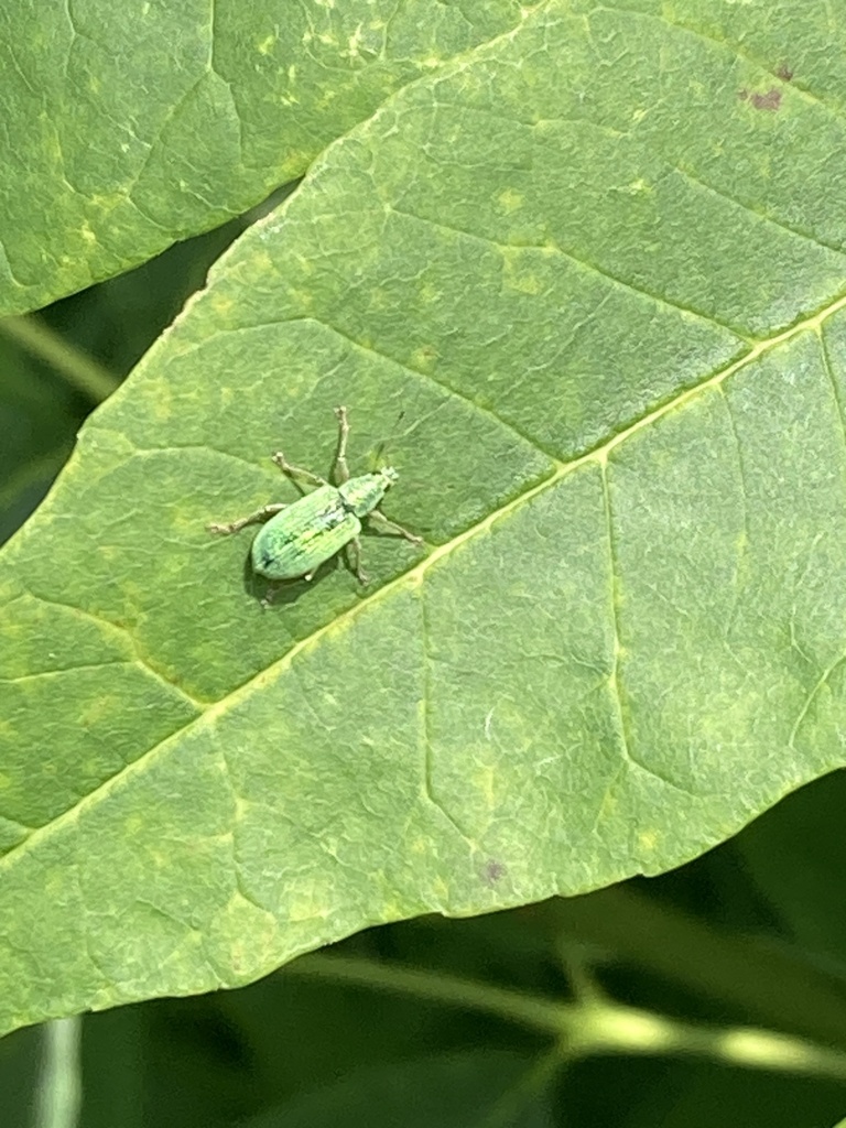 Green Immigrant Leaf Weevil From Mono ON CA On July 2 2024 At 11 40 Green immigrant leaf weevil from mono on ca on july 2 2024 at 11 40