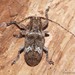 Bank's Longhorn Beetle - Photo (c) Leonard Worthington, all rights reserved, uploaded by Leonard Worthington
