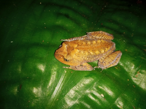 Cat-Eyed Frog