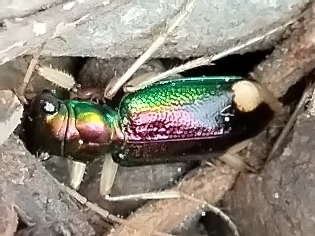 Tetracha carolina desde 80770 Sin., México el 02 de julio de 2024 a las ...